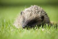 Help Us Make Our Hedgehogs Happy!