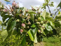 Community Orchard Workshop - Sunday 5th February, 10am to 3pm